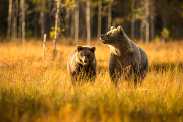 Wildlife in Finland. Bears, Wolverine and birds.