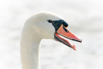 Portrait of a Mute Swan (Cygnus olor). Gelderland in the Netherlands.                                                                                  