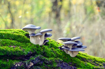 Purple hats of oyster mushrooms growing on green moss 