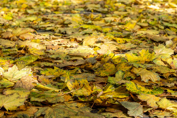 Obraz na płótnie Canvas closeup of yellow green autumn leaves on the ground.