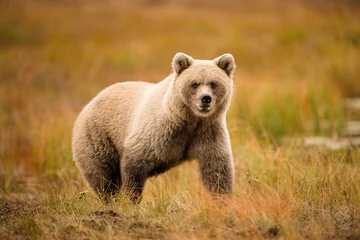 Tierwelt in Finnland. Bären, Vielfraße und Vögel. © Ji