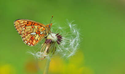 Boloria euphrosyne 901