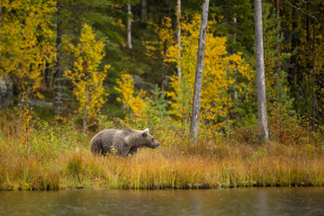 Wildlife in Finland. Bears, Wolverine and birds.