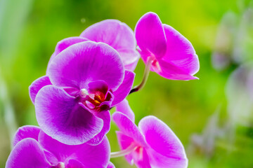 Fototapeta na wymiar purpurne orchid on a green background