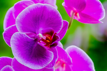 Fototapeta na wymiar purpurne orchid on a green background