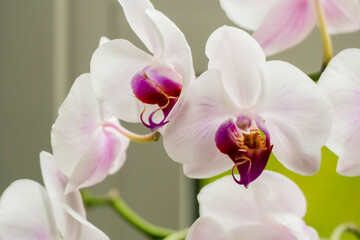 Naklejka na ściany i meble pink orchid on a blue background