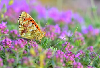 Boloria graeca 856