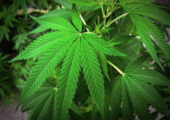 Full frame shot of Green Cannabis Marijuana leafs, Medical marijuana cultivation