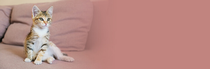 Portrait of a small tricolor cat. A mongrel kitten sits on the sofa in an apartment.