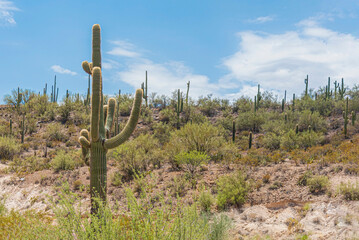 Saguaro cactus in Arizona desert on a sunny day, with copy space.