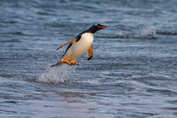  flying penguin on the beach