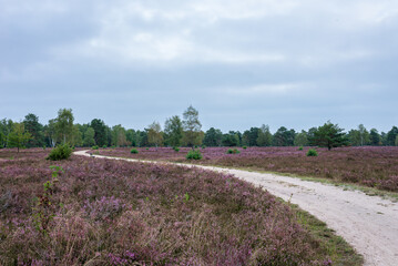 sandy path in the lueneburg heath
