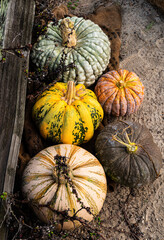 group of autumn earth toned textured hybrid pumpkins on the ground along a rustic wood rail fence - 536617199