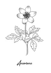Wood anemone, Anemone Nemorosa, Wild flower collection.
Hand drawn botanical illustration isolated black outline.