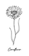 Cornflower, Bachelor buttons, Centaurea cyanus, 
Wild flower collection.
Hand drawn botanical illustration isolated black outline.