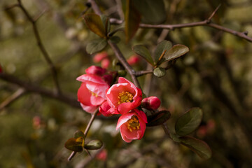 Cherrry Blossom Flower background
