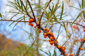 ripe sea buckthorn on a branch. autumn berries