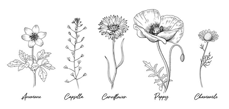 Wild flowers herbs names collection - Capsella, Chamomile, 
Poppy, Anemone, Cornflower. 
Hand drawn botanical illustration isolated black outline.