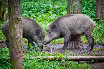 Wild pigs in natural habitat ( Sus Scrofa )