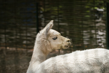 Close up shot of llama with white fur in a zoo. © alexanderon