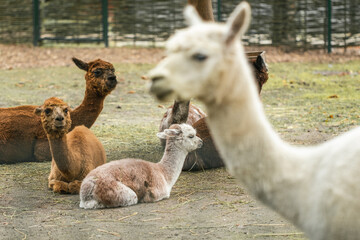 Flock of white llamas and brown alpacas in a zoo.