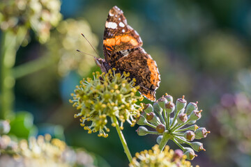 Admiral Schmetterling trinkt Blütennektar auf Efeu