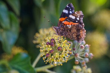 Fototapeta na wymiar Admiral Schmetterling trinkt Blütennektar auf Efeu