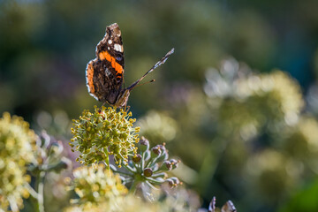 Admiral Schmetterling trinkt Blütennektar auf Efeu
