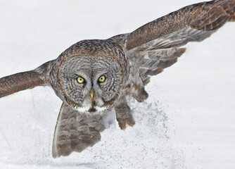 great owl