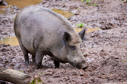 Wild boar in natural habitat ( Sus Scrofa )