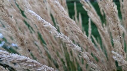 dried beige spikelets