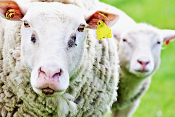 Schafportrait