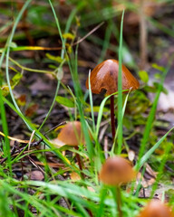 not-edible mushrooms on a background of green grass and fallen leaves
