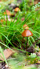 not-edible mushrooms on a background of green grass and fallen leaves