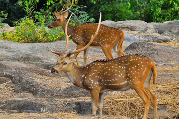 beautiful indian spotted deer in the zoo