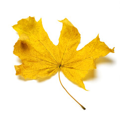 one yellow maple leaf as an isolate