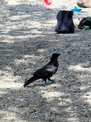 raven on the beach