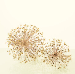 minimalism dry flowers of a giant onion on a mirror background