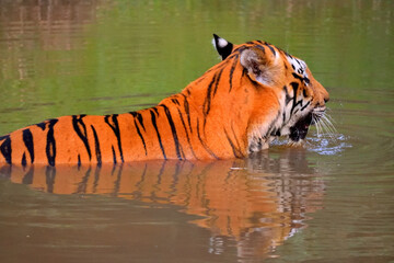 Fototapeta na wymiar Tigers spotted in the water lake