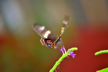 Beautiful Butterfly fly spotted in the garden