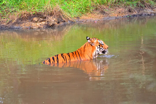 Tigers Spotted In The Water Lake