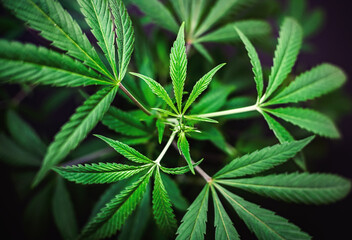 Fototapeta na wymiar Top view of Medical marijuana leafs, concept of growing own medical cannabis