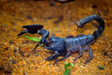 scorpions spotted in the zoo