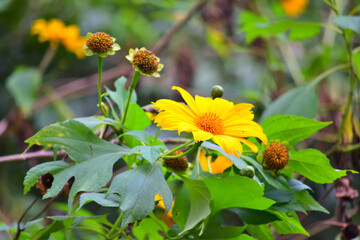 beautiful yellow flowers in the garden