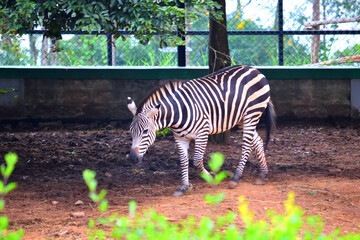 Fototapeta na wymiar Rare zebra spotted in the zoo