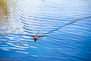 Brown wild duck floating on blue water