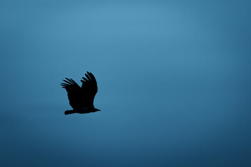 silhouette of a vulture flying against blue sky in Masai mara Kenya