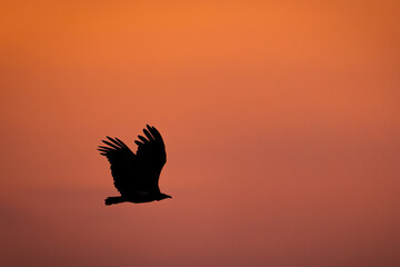 silhouette of a vulture flying during sunset in Masai mara Kenya