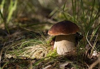 boletus edulis mushroom