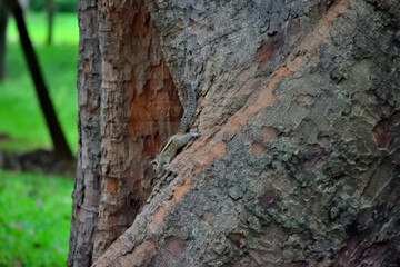 Cute Squirrel spotted in the tree